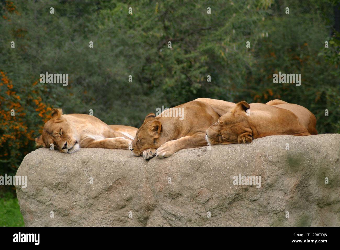 Eine Gruppe von Löwen (panthera leo) während einer Mittagspause im Zoo von Zagreb, Oktober 2019 Stockfoto
