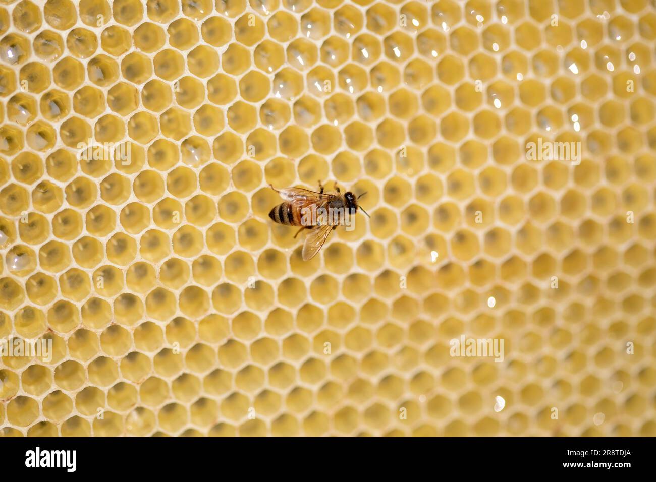 Aufspaltung des Wabenrahmens mit einer Biene während der Honigernte in Sirajdikhan in Munshiganj, Bangladesch. Stockfoto