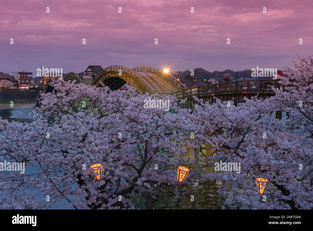 Kirschblüten bei Nacht auf der Kintai-Brücke Stockfoto