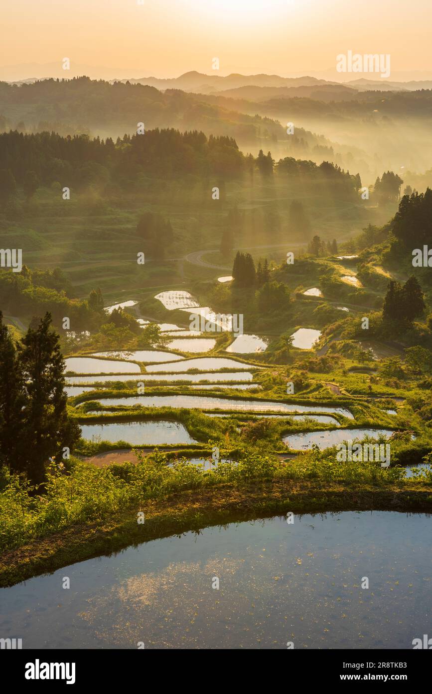 Terrassenförmige Reisfelder in Hoshitoge in der Morgensonne Stockfoto
