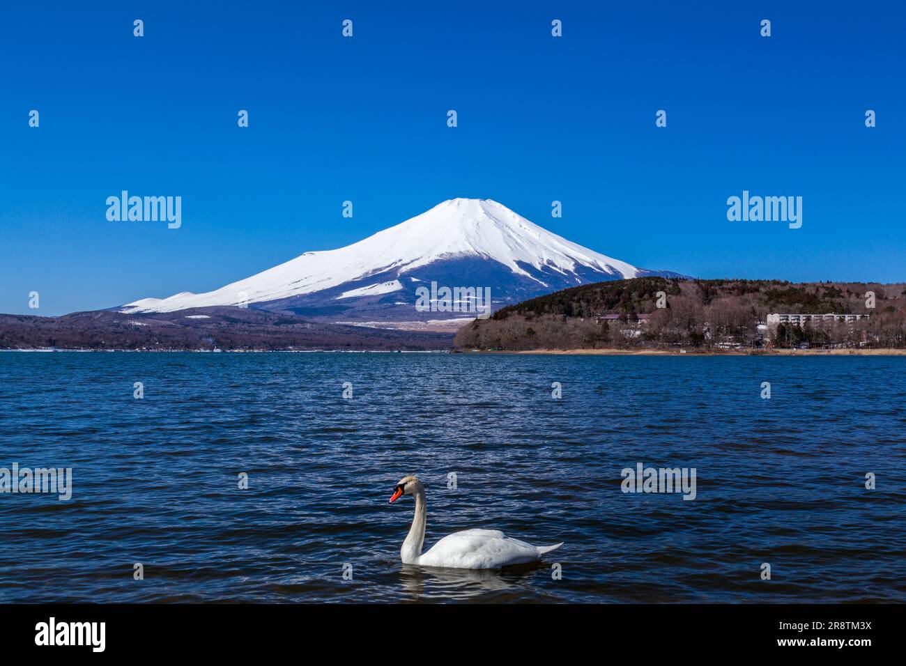 Mt. Fuji und Schwäne, Yamanaka-See Stockfoto