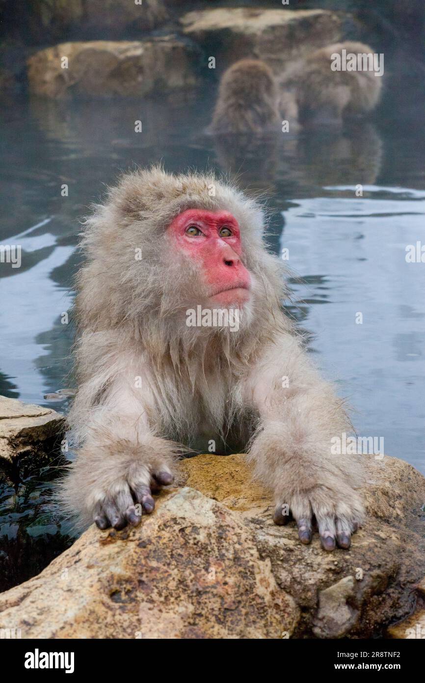 Ein Affe betritt eine heiße Quelle im Jigokudani Monkey Park Stockfoto