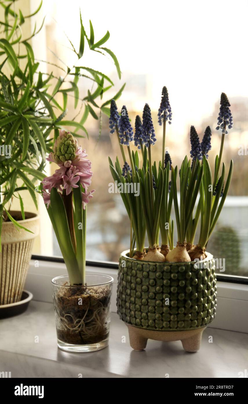 saatgut fr blumenwiese Artenreiches Saatgut  Blumenwiese mit heimischen Arten  WildLand