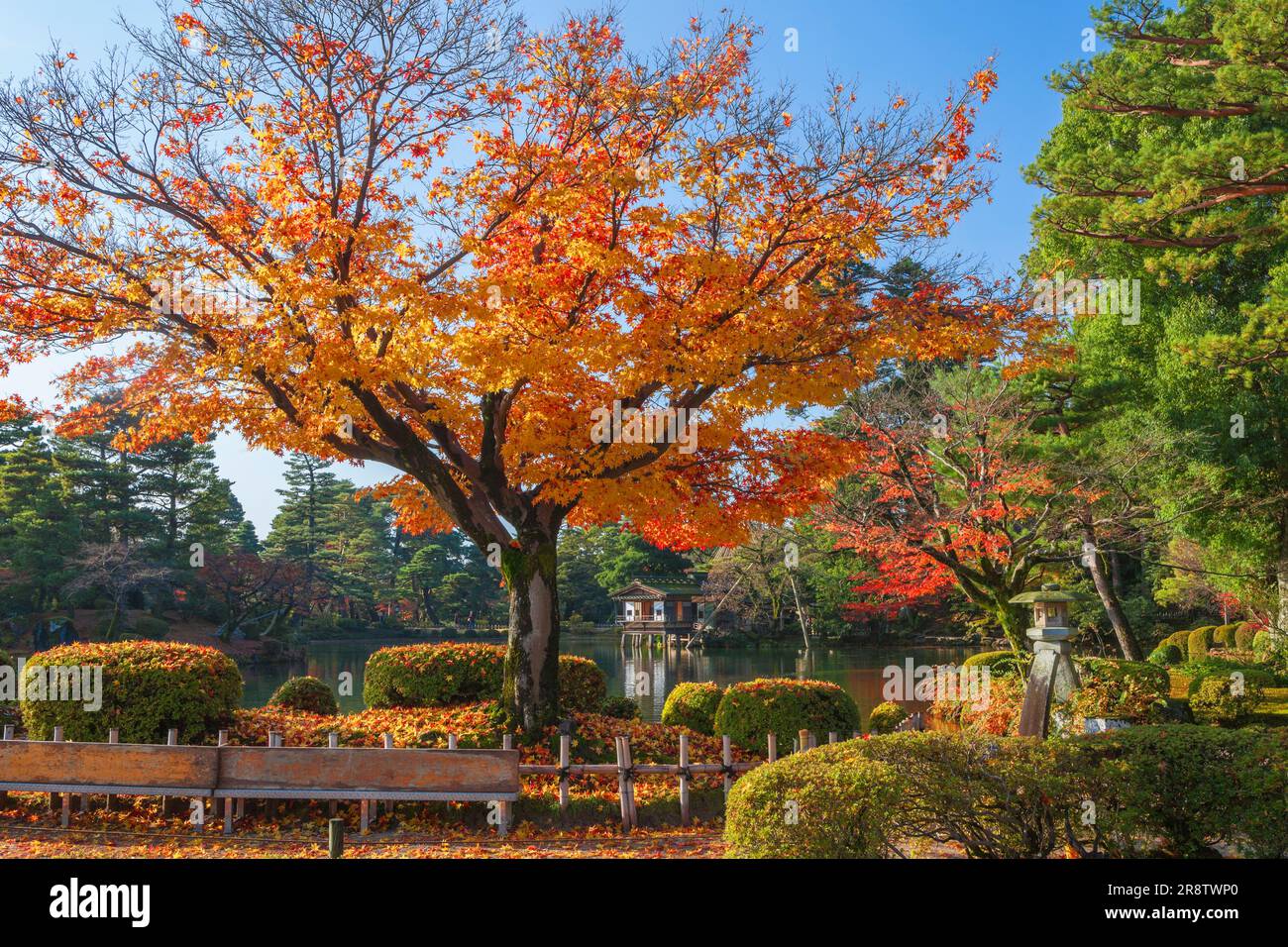 Herbst in Kenrokuen Stockfoto