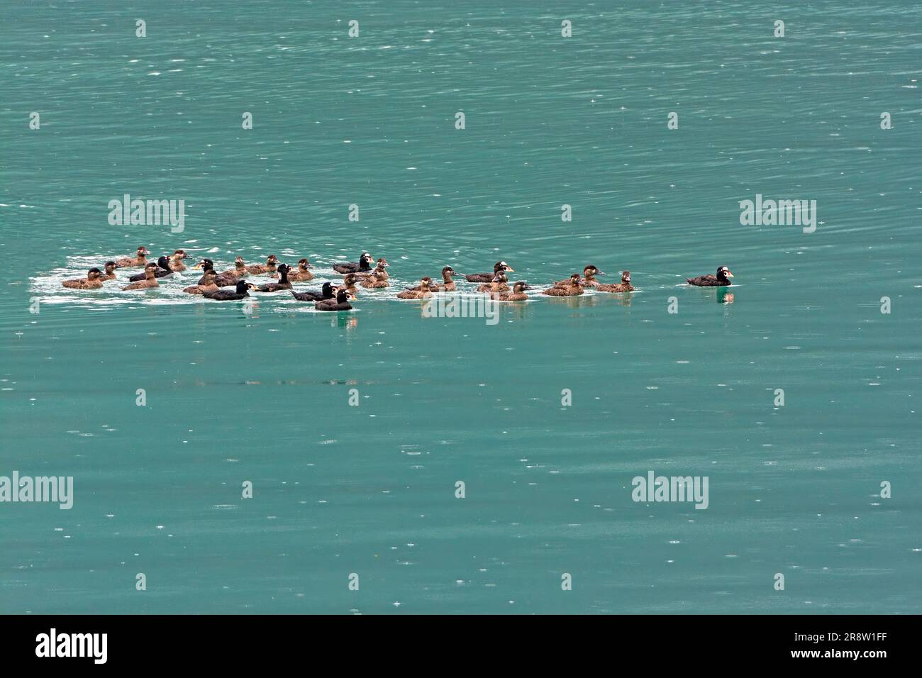 Eine große Gruppe von Surf-Scootern an einer Meeresküste in der Nähe von Haines, Alaska Stockfoto