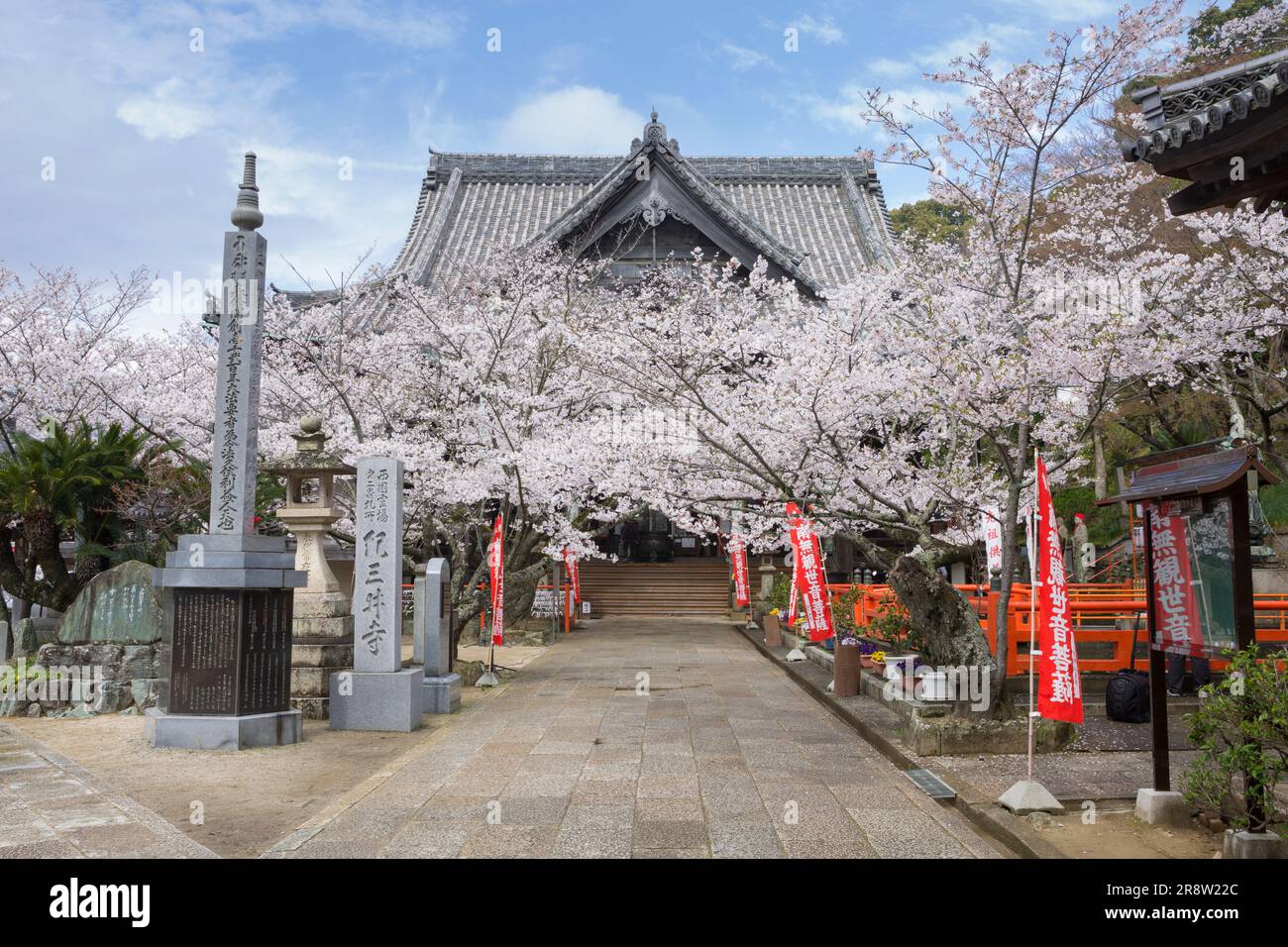 Kirschblüten im Kimidera-Tempel Stockfoto
