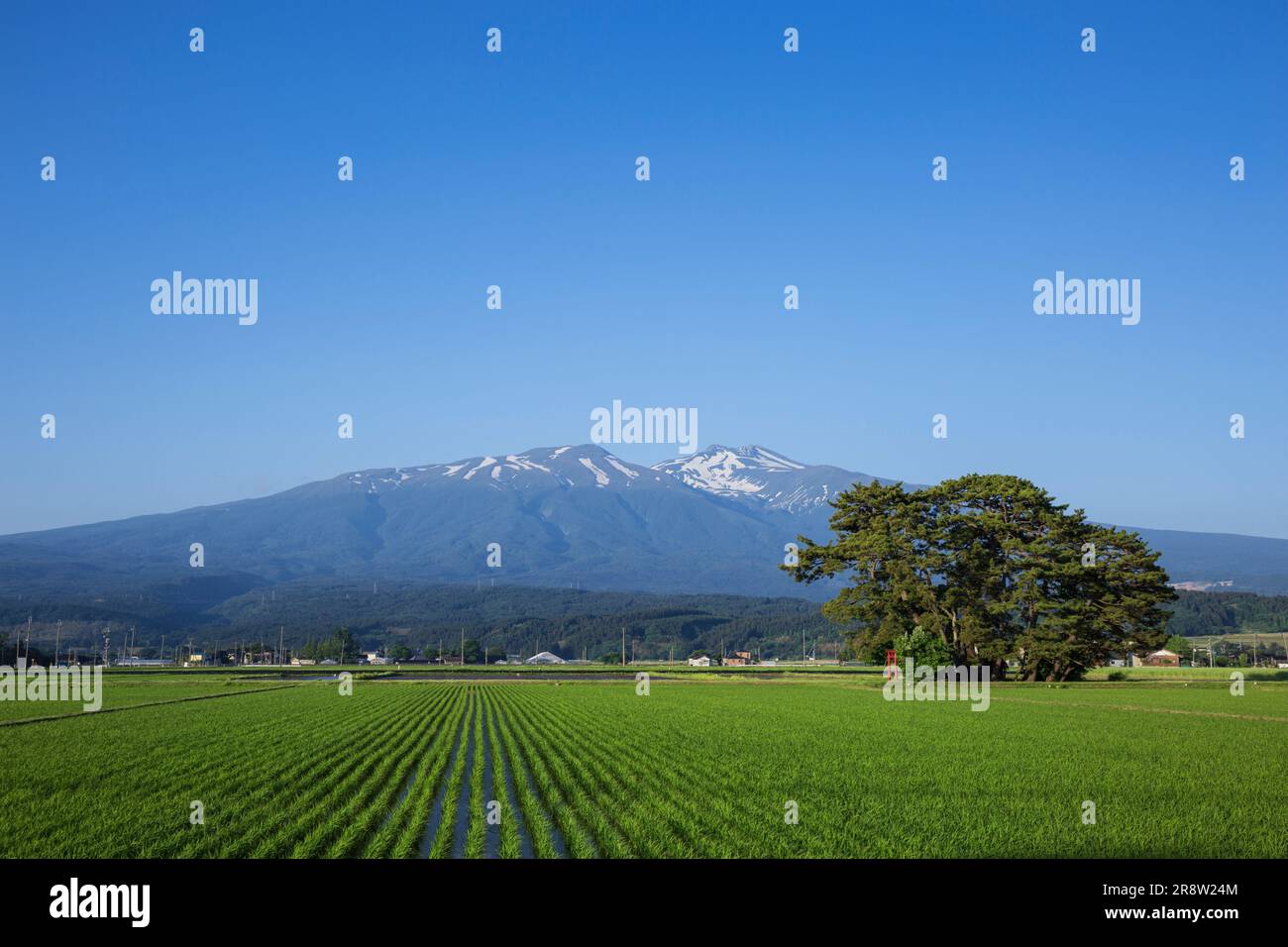 Mount Chokai und Paddies Stockfoto