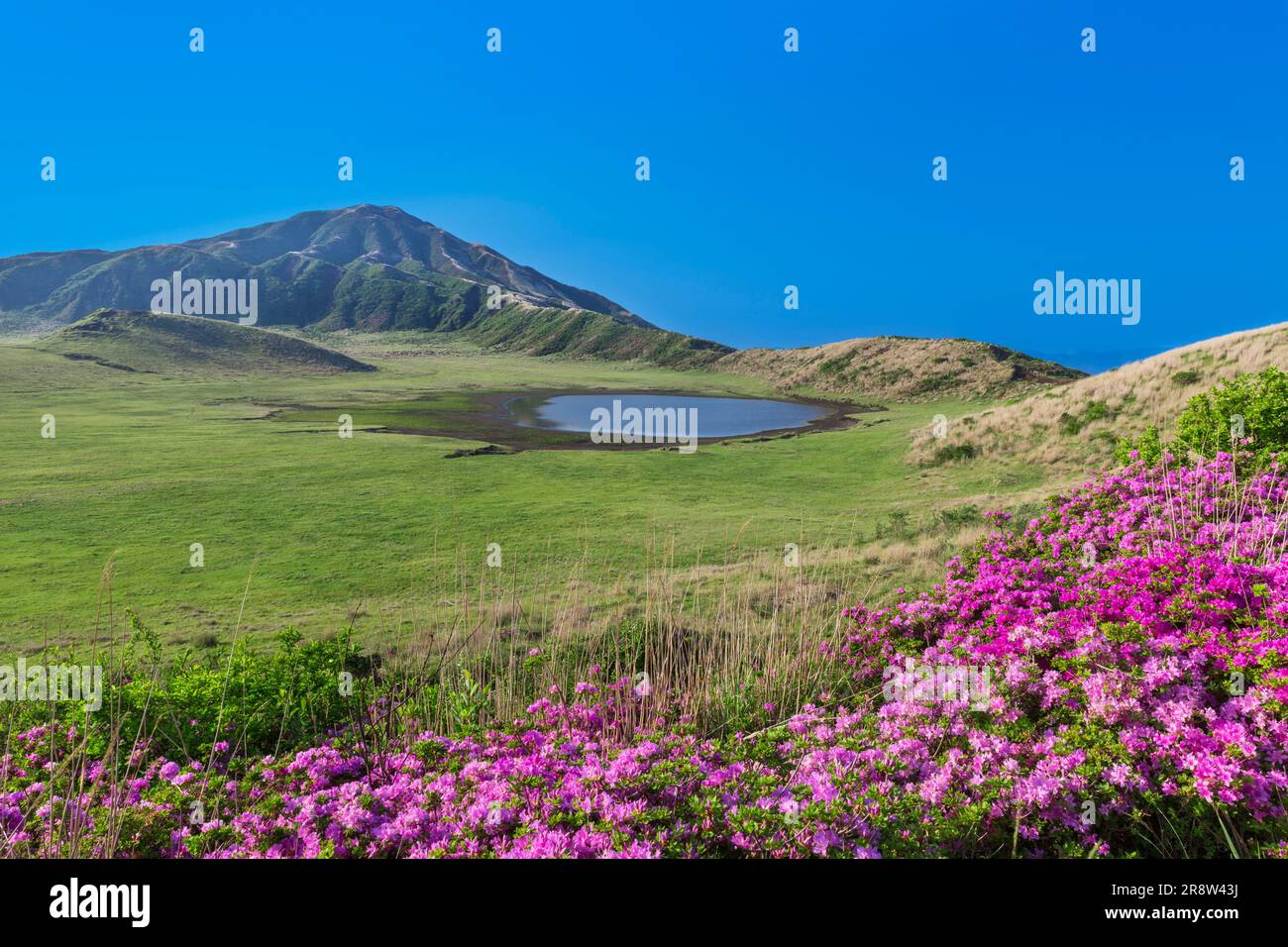 Rhododendron kiusianum und Kusasenri Plain Stockfoto