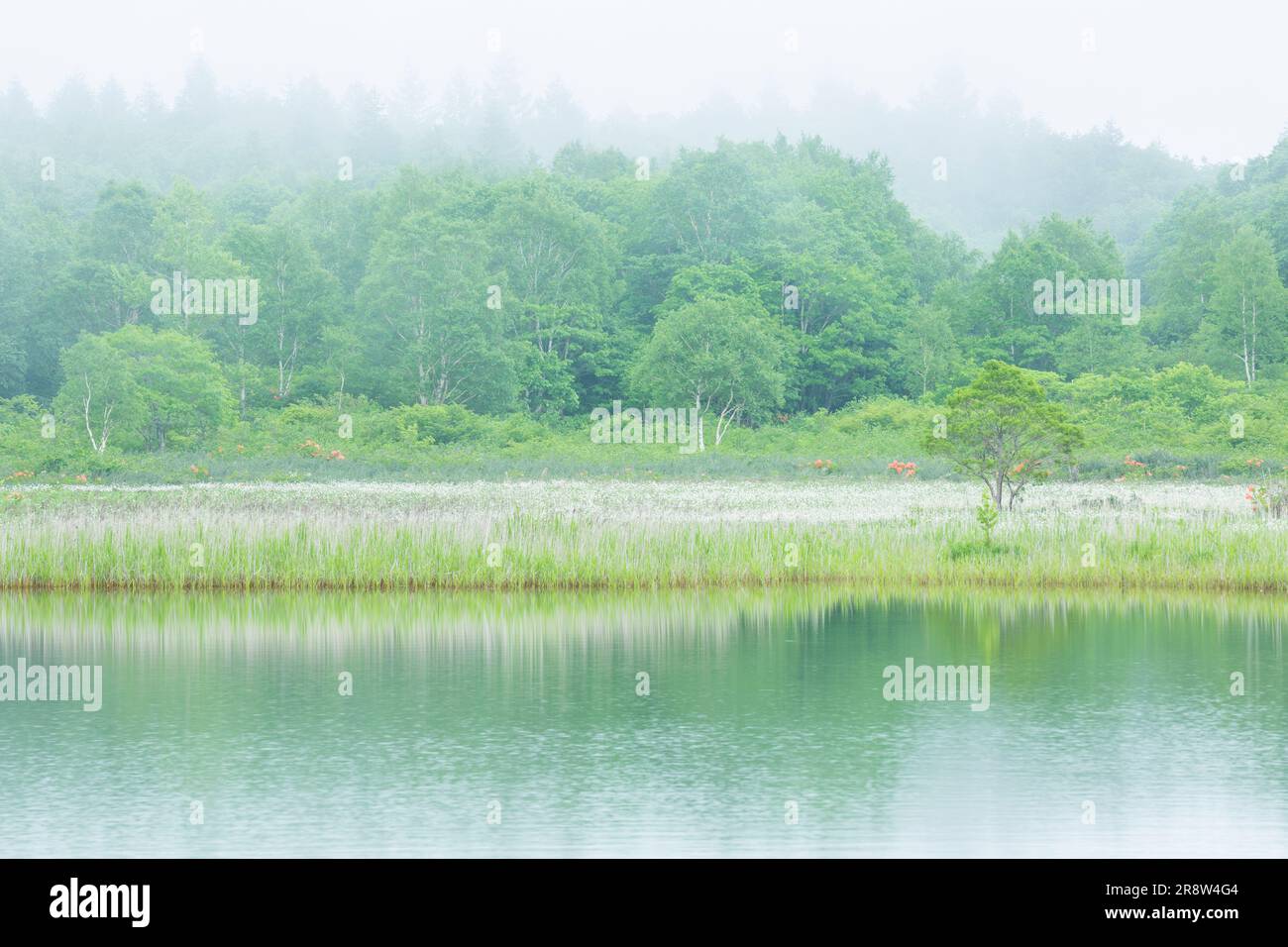 Gozaishonuma-Sumpf in frischem Grün Stockfoto