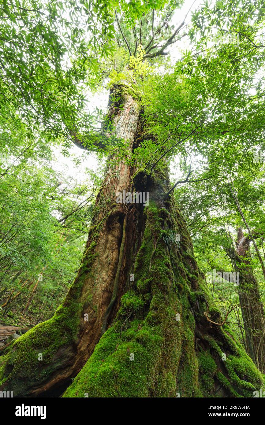 Großer Baum in der Shiratani-unsui-Schlucht Stockfoto