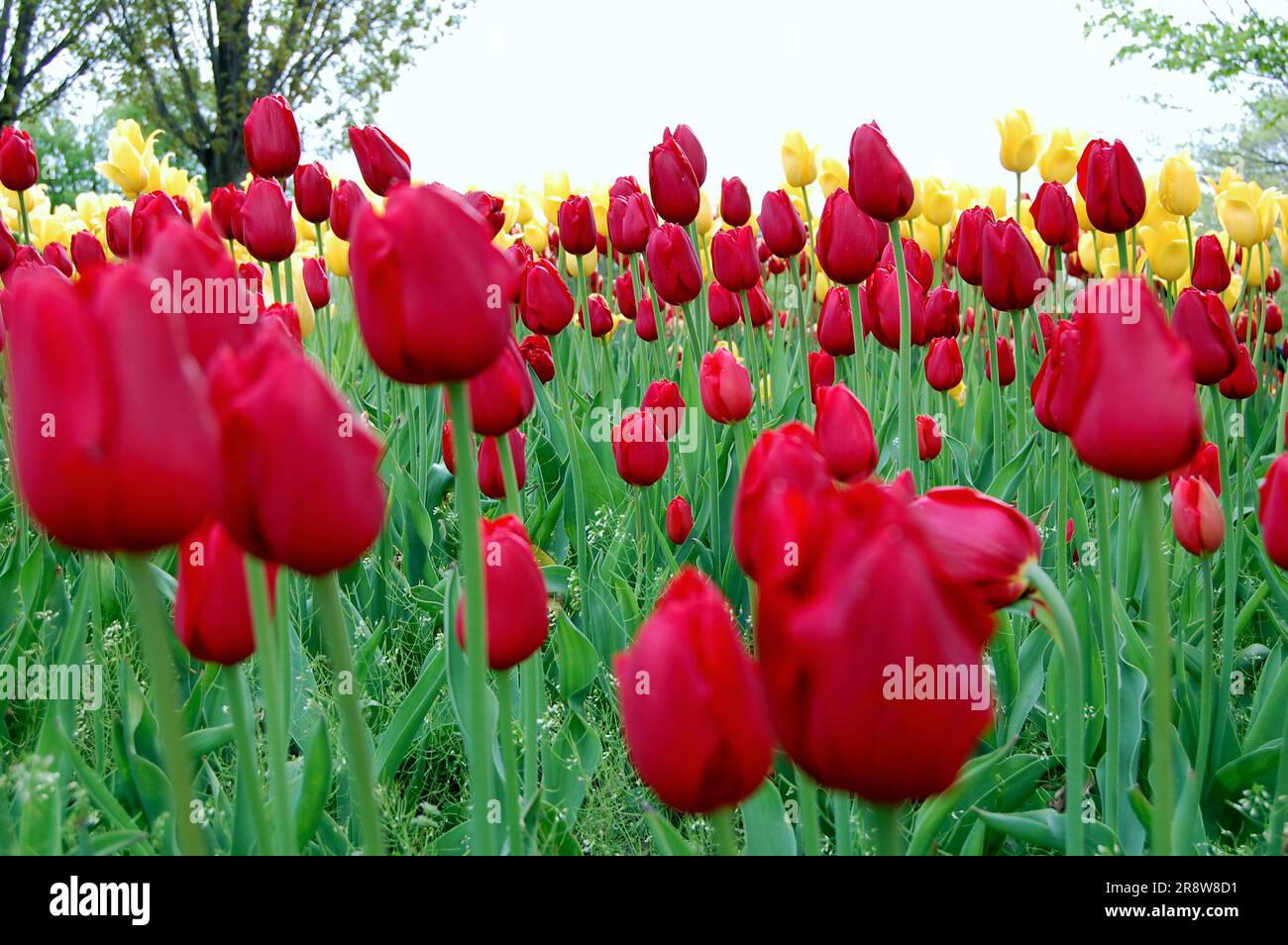 Rote und gelbe Tulpen zur Tulpenzeit in Holland Michigan Stockfoto