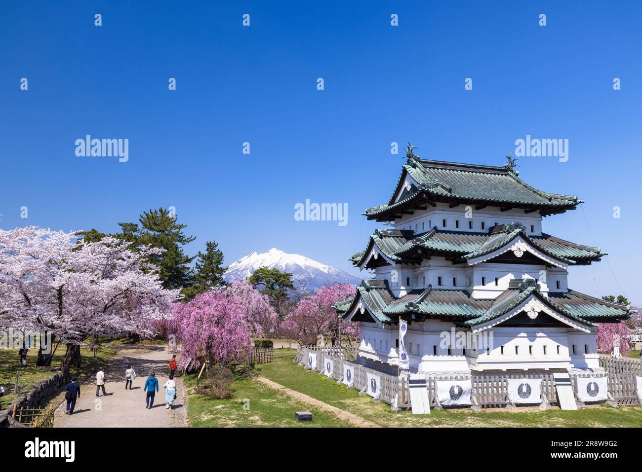 Kirschblüten im Hirosaki Park Stockfoto