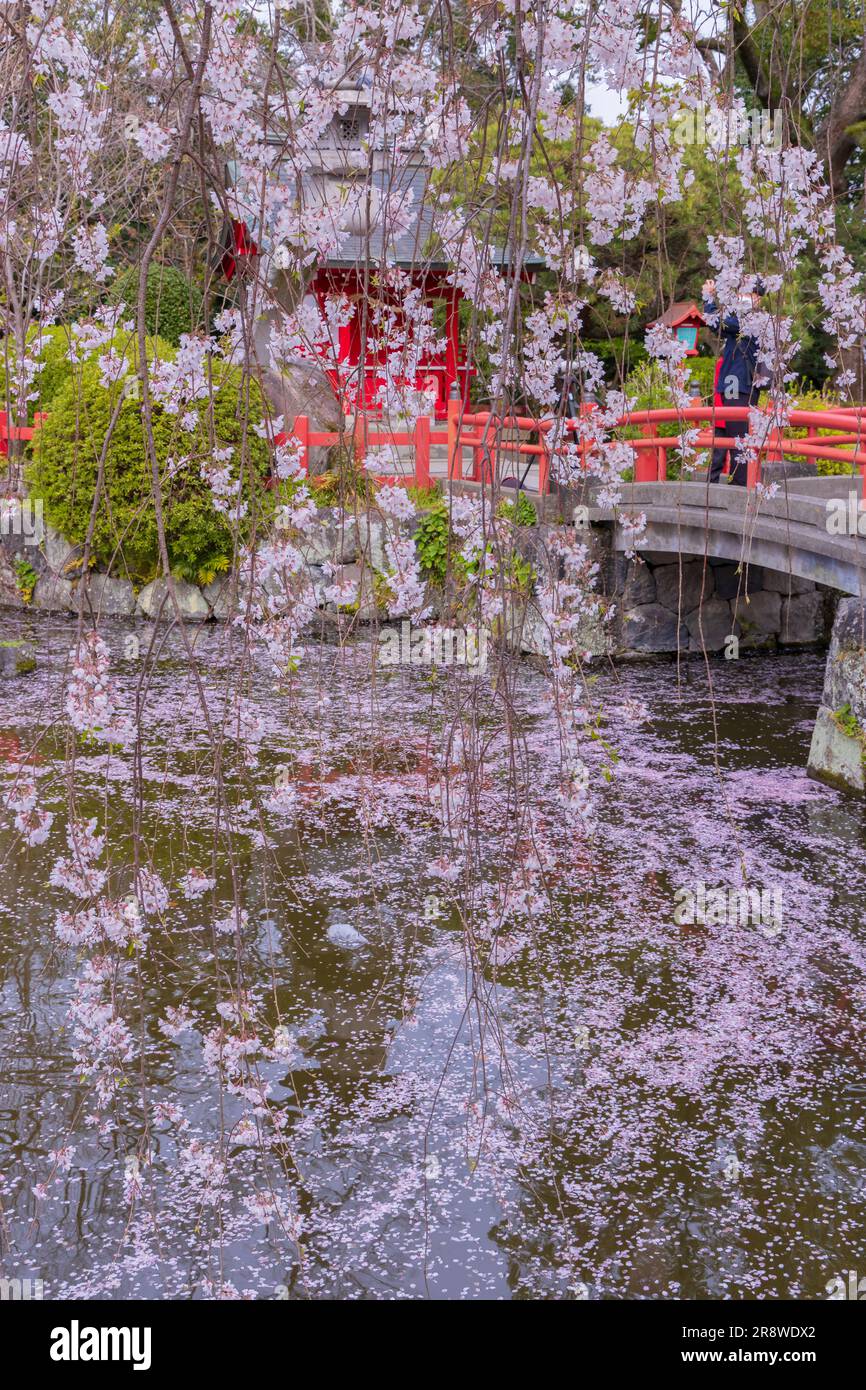 Itsukushima-Schrein des Mishima-taisha-Schreins in Kirschblüte Stockfoto