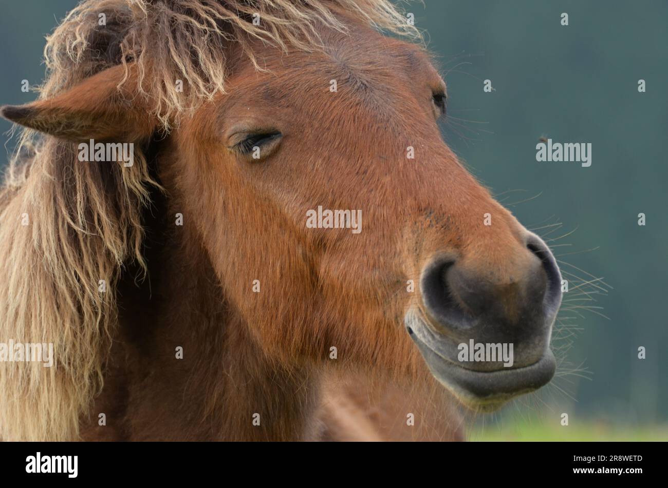 Das Gesicht des Misaki-Pferdes Stockfoto