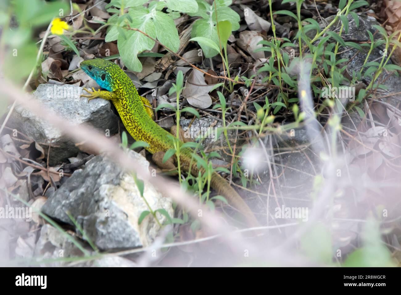 Nahaufnahme einer europäischen grünen Eidechse (Lacerta viridis) mit blauem Kopf. Horizontales Bild mit selektivem Fokus und verschwommenem Vordergrund Stockfoto