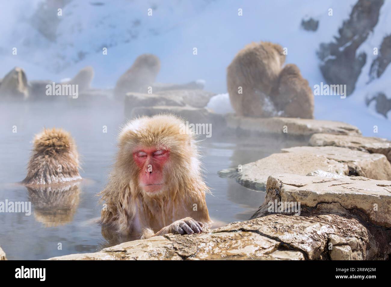 Japanischer Affe im Onsen-Hotspot Stockfoto