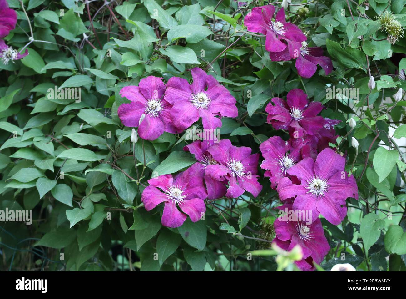 Die Blumen von Clematis viticella, der italienischen Lederblume Stockfoto