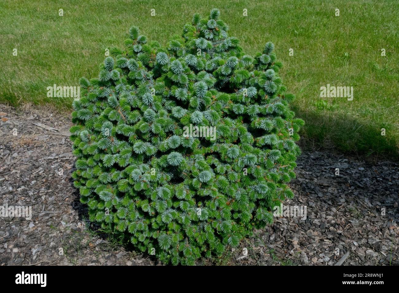 Baum, Zwerg, Evergreen, Sitka Spruce, Picea sitchensis „Papoose“, Sphärisch, Form, Spruce Stockfoto