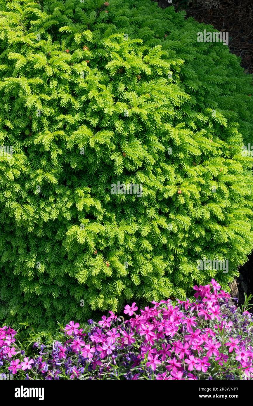 Fichte, Picea abies 'Mariae-Orffiae' Zwergsorte sphärische oder eiförmige Form, Zweige dicht gedrängt, kriechender Phlox Stockfoto