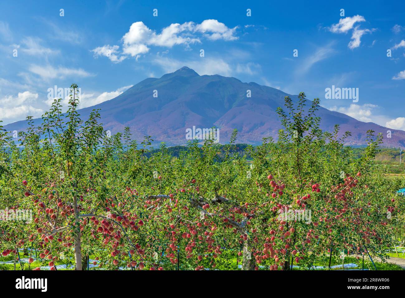 Apfelplantage und Mt. Iwaki Stockfoto