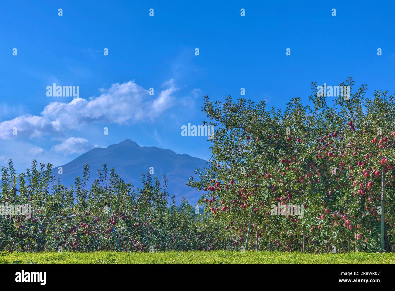 Apfelplantage und Mt. Iwaki Stockfoto