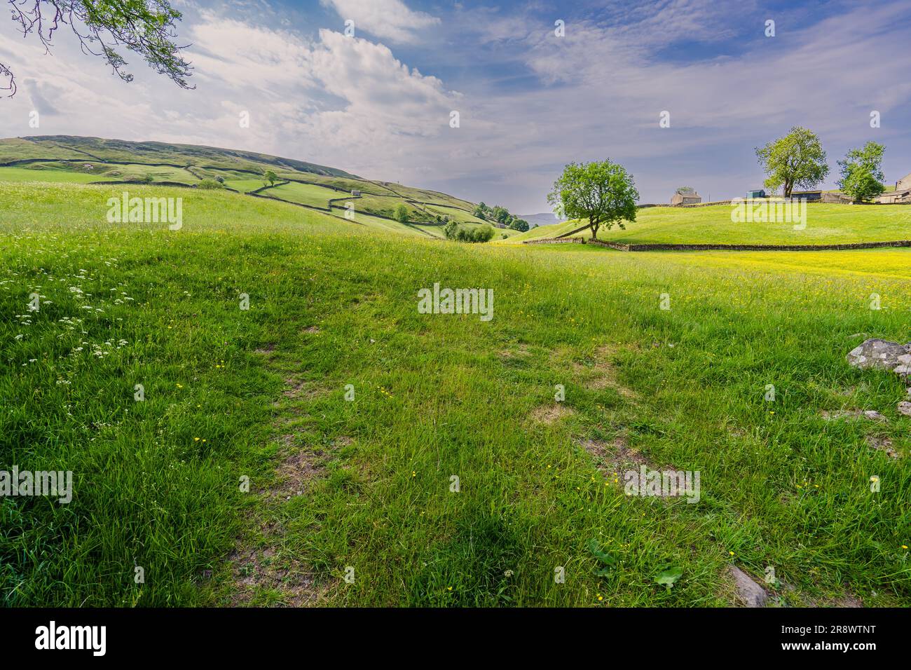 Swaledale, Yorkshire Dales National Park. Blick über eine Wiese mit einem Baum und Hügeln in der Ferne, unter einem blauen Himmel mit Sommersonne Stockfoto