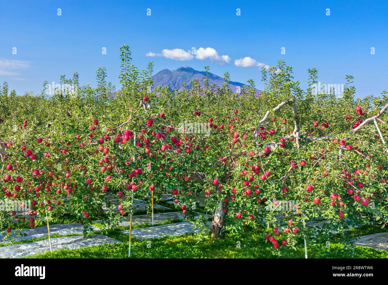 Mt. Iwaki und Apfelfeld Stockfoto