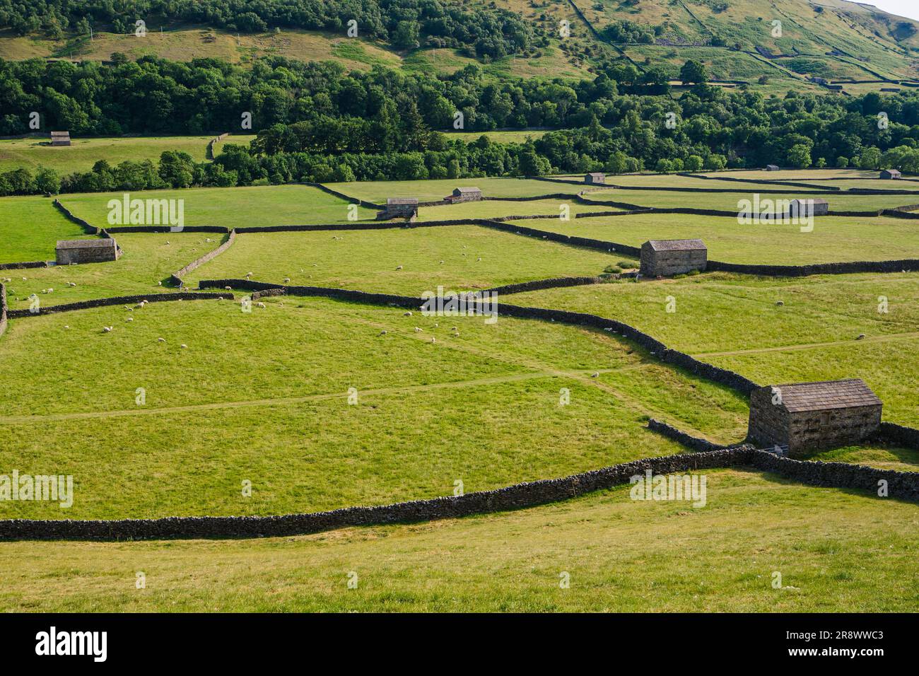 Steinmauer und Scheunen in den Feldern rund um Gunnerside, Swaledale, Yorkshire Dales, Nationalpark. Stockfoto