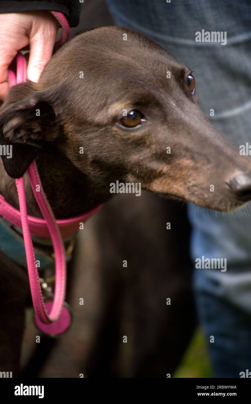 Schwarzer Windhund mit rosa Kragen Stockfoto