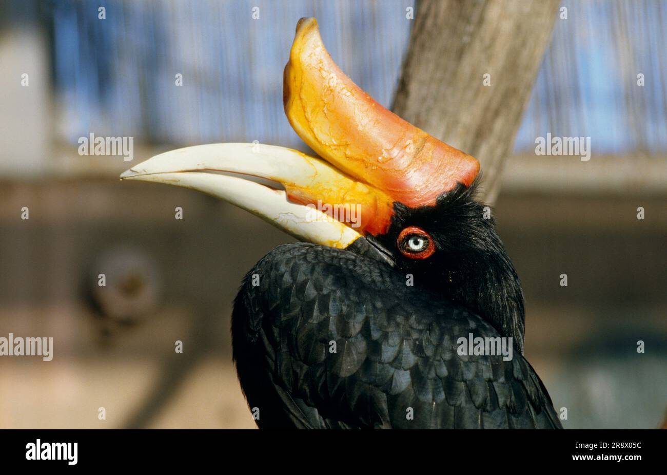 Hornbill Stockfoto