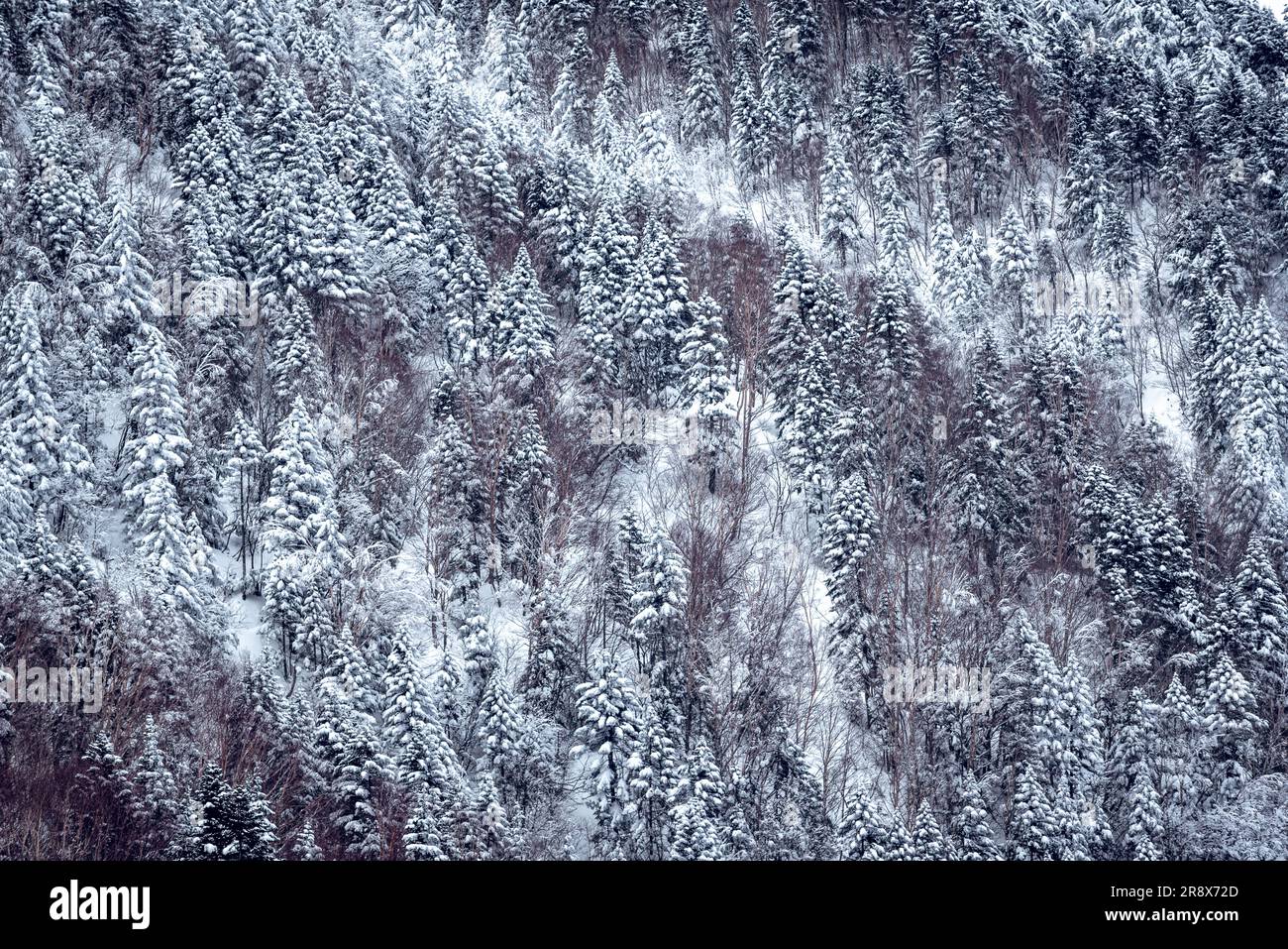 Nishihotakaguchi mit Schnee und Bäumen am Tag Stockfoto