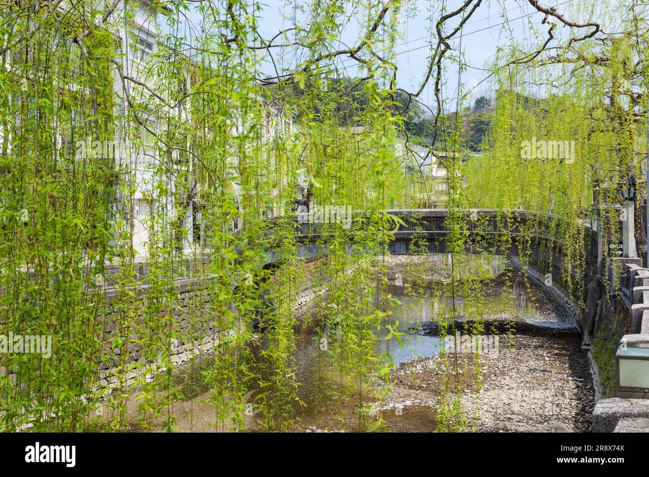 Frisches Grün aus Weide und Kinosaki Thermalquelle Stockfoto