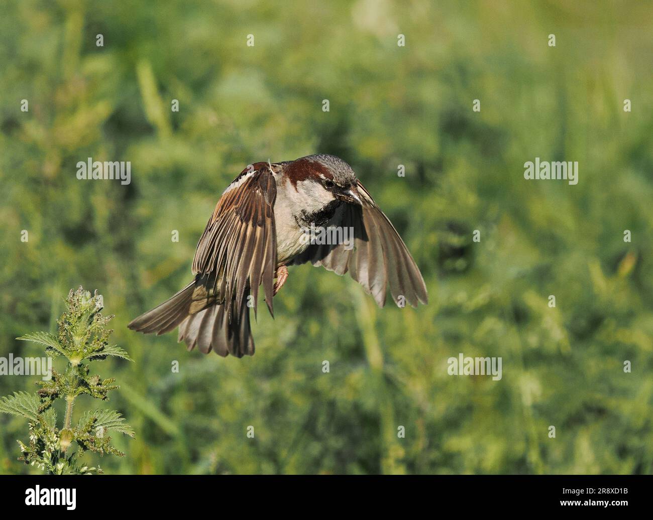 Bei starkem Wind im Nordwesten Schottlands haben sich die Hausspatzen darauf eingestellt, über hohes Gras/Nesseln zu schweben und nach wirbellosen Beute zu suchen. Stockfoto