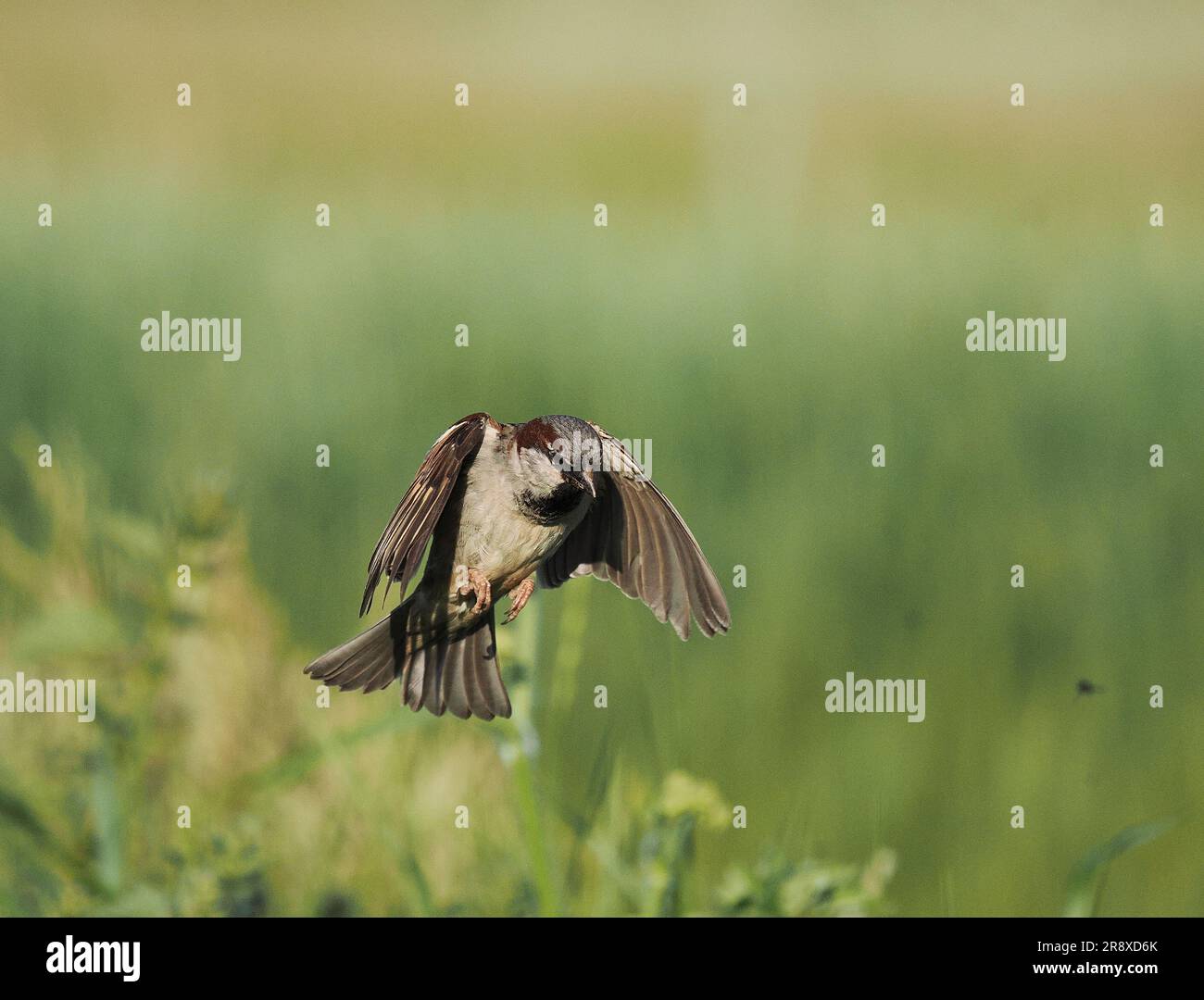 Bei starkem Wind im Nordwesten Schottlands haben sich die Hausspatzen darauf eingestellt, über hohes Gras/Nesseln zu schweben und nach wirbellosen Beute zu suchen. Stockfoto