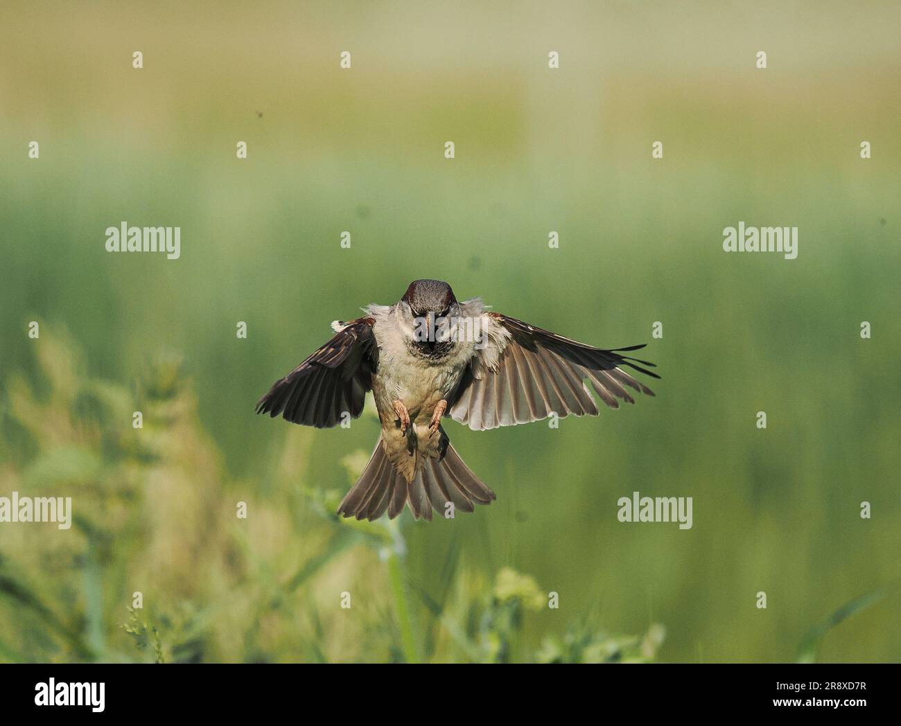Bei starkem Wind im Nordwesten Schottlands haben sich die Hausspatzen darauf eingestellt, über hohes Gras/Nesseln zu schweben und nach wirbellosen Beute zu suchen. Stockfoto
