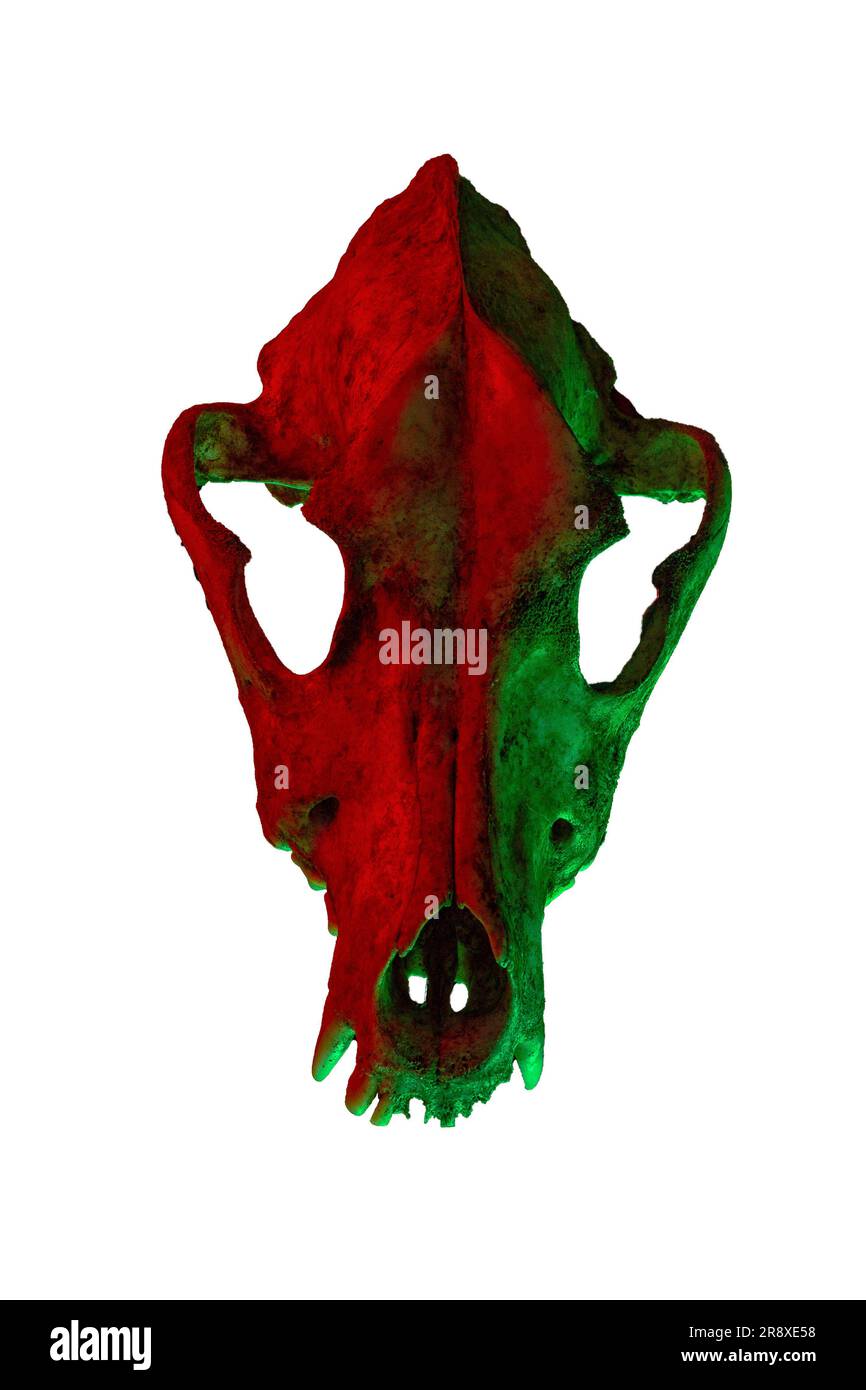 Isolierter Hundeschädel auf weißem Hintergrund. Dramatische Beleuchtung in Farben Stockfoto