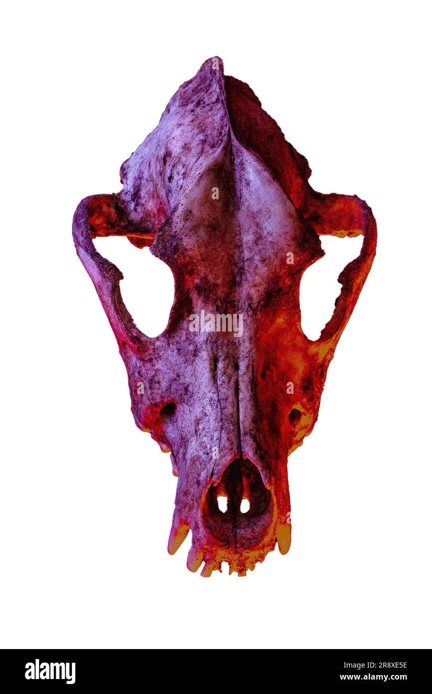 Isolierter Hundeschädel auf weißem Hintergrund. Dramatische Beleuchtung in Farben Stockfoto