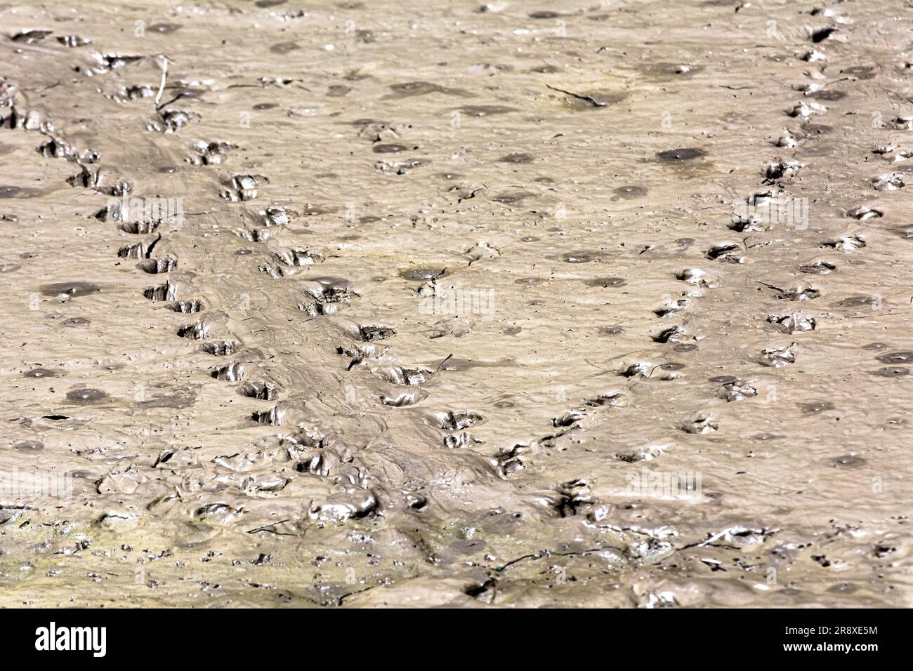 Vogelpfade am Strand, im Llobregat River Delta Naturschutzgebiet, Barcelona, Spanien Stockfoto