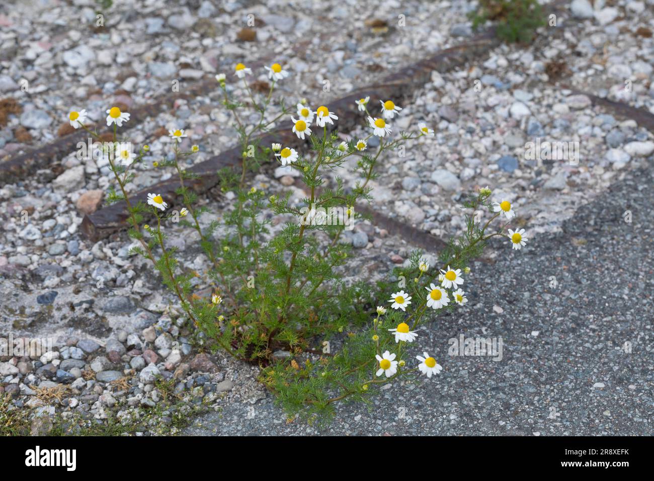 Echte Emy, Emy, Matricaria recutita, Chamomilla Recutita, Matricaria Chamomilla, Kamille, wilde Kamille, Italienische camomilla, duftende Stockfoto