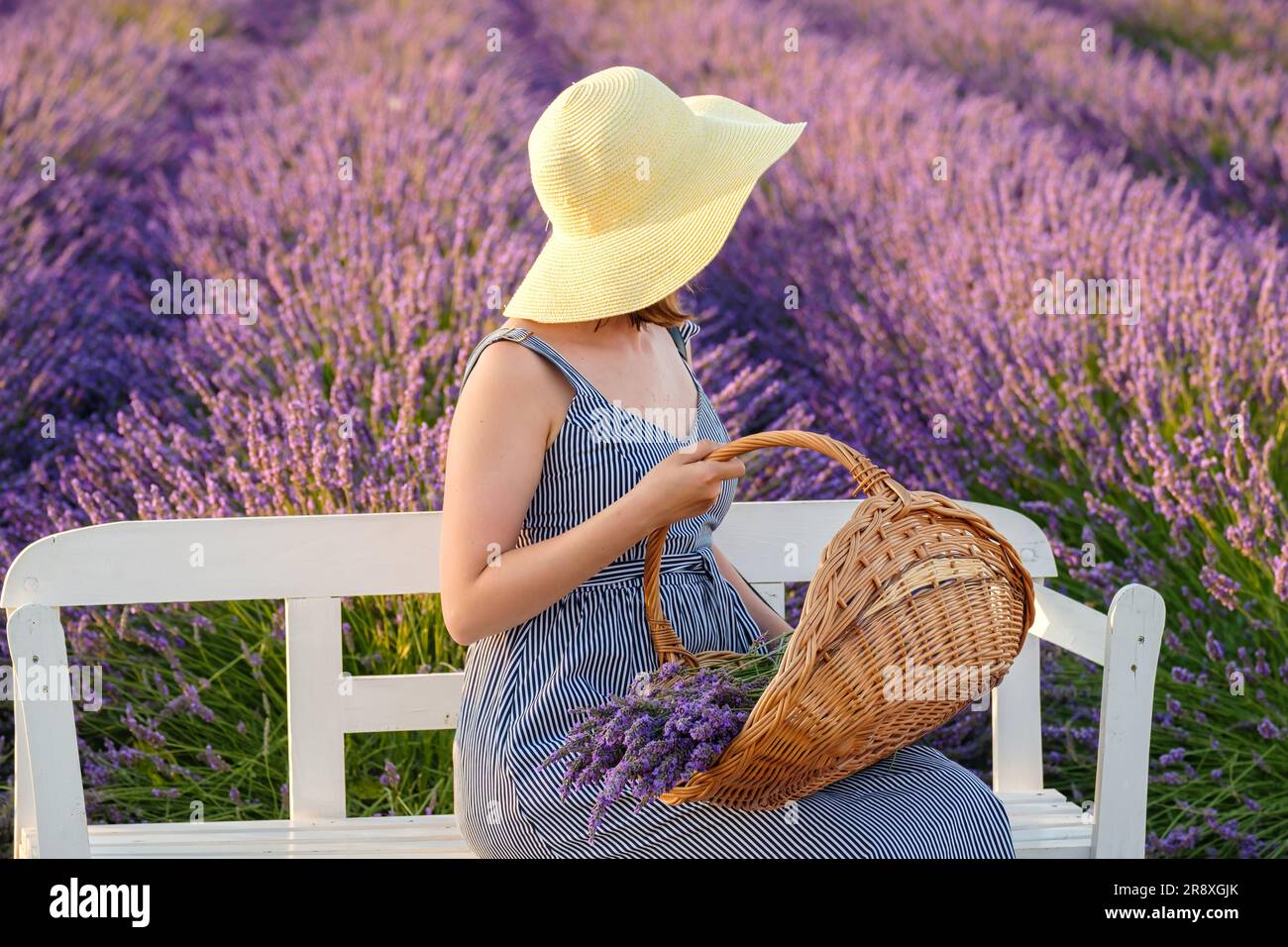 Eine Frau mit Strohhut und Sonnenkleid sitzt auf der Bank, eingebettet in ein lebendiges Lavendelfeld, und hält einen Korb mit Blumen. Stockfoto