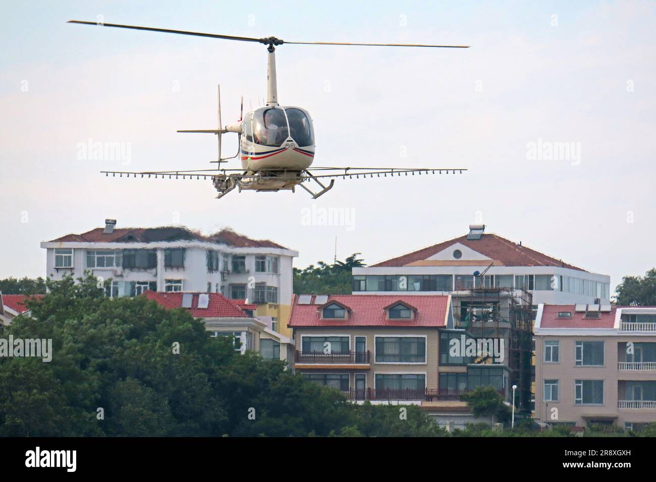 YANTAI, CHINA - 17. JUNI 2023 - Ein Tashan General Aviation R66-Hubschrauber führt Flugzeuge gegen japanische Pine Sawyer in Yantai, Shandong p Stockfoto