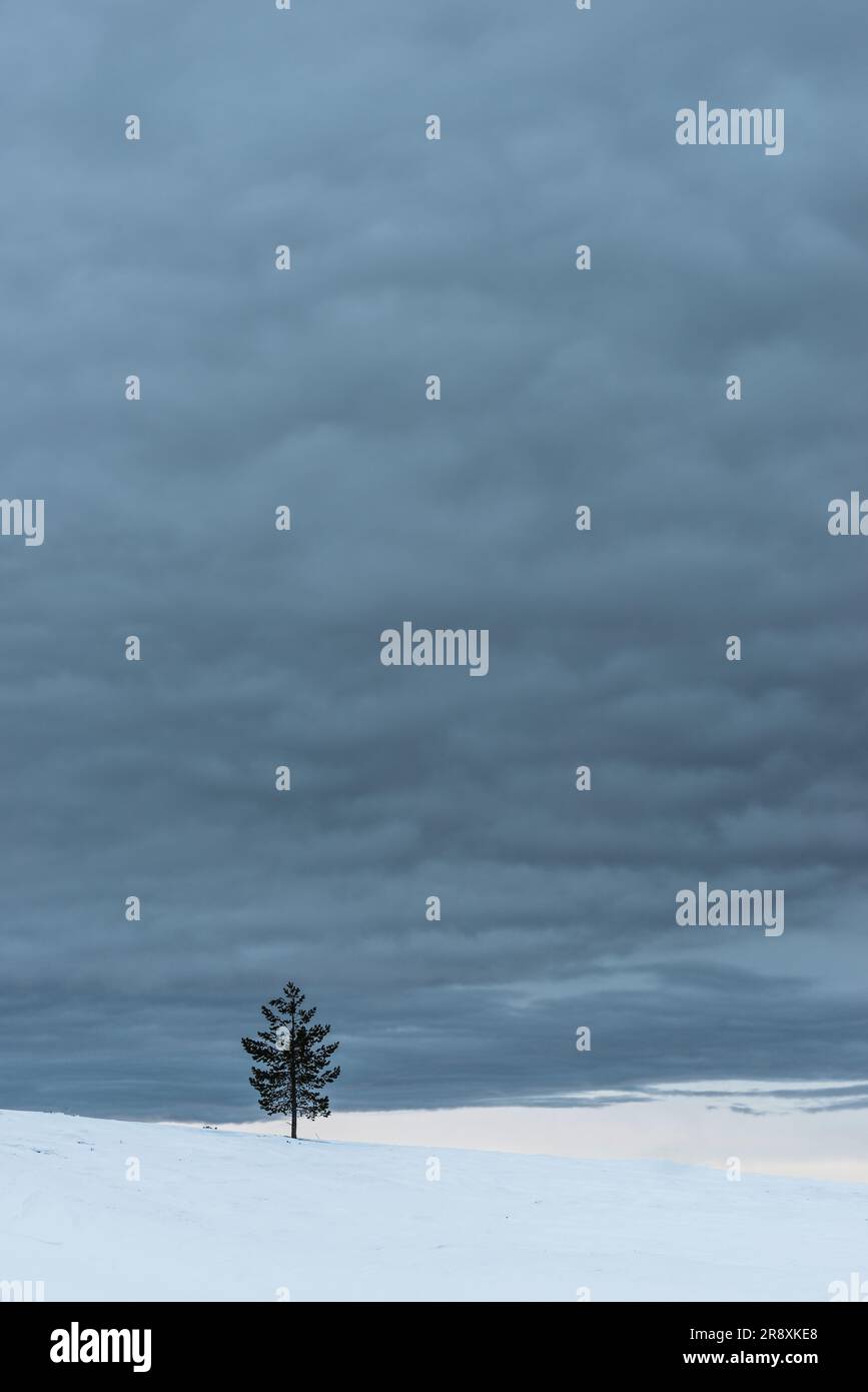 Ruhige Winterlandschaft mit Bergen, Schnee und einem einsamen Baum. Stockfoto