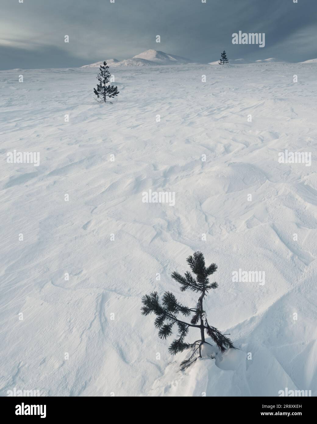Atemberaubende Winterlandschaft in Norwegen mit schneebedeckten Bergen und Bäumen. Stockfoto