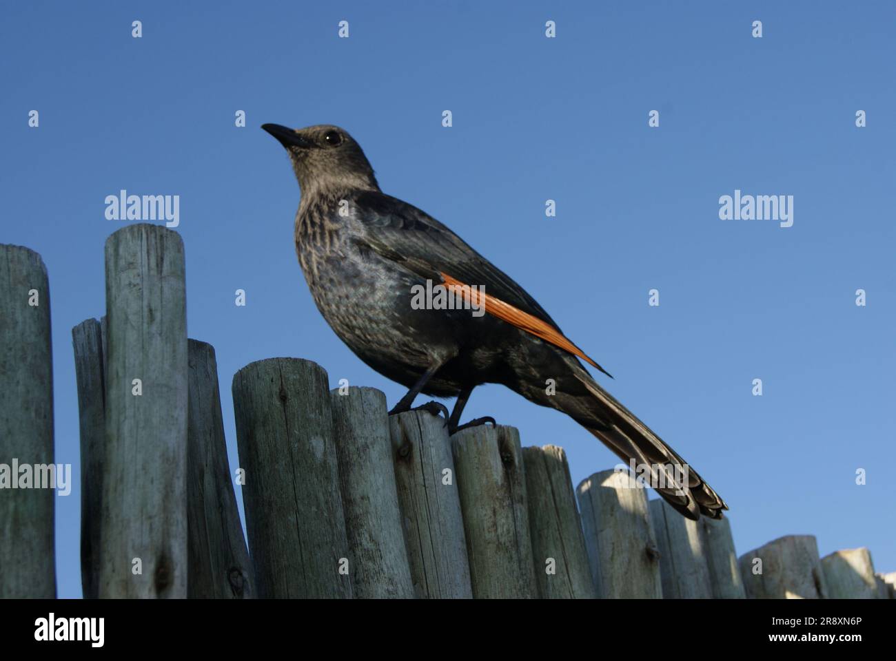 Wildvogel am Zaun in Südafrika Stockfoto