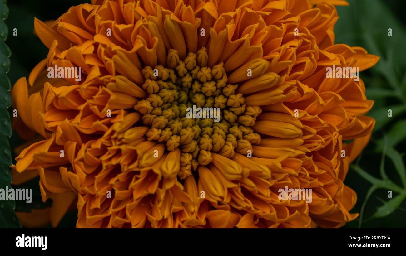 Strahlendes Rendezvous: Makrozentrum einer farbenfrohen Marigold-Blume - abstrakte Kunst Stockfoto