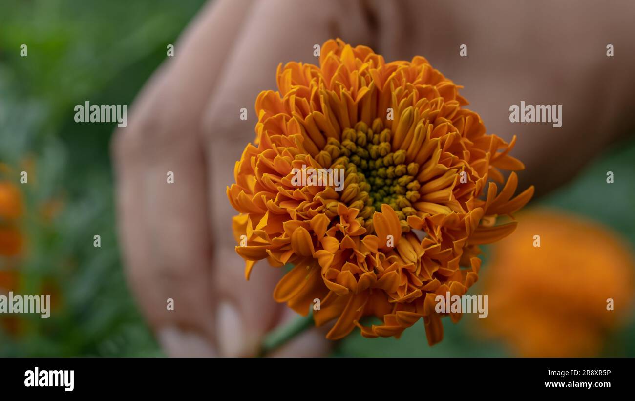 Expressions of Love: Frauenhand mit einer Blume als Geschenk für einen geliebten Menschen Stockfoto