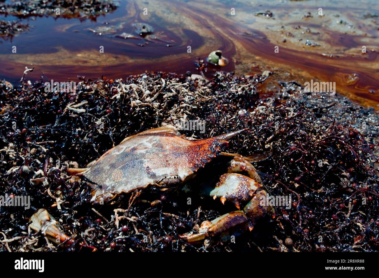 Eine tote blaue Krabbe inmitten von ölgetränktem Strand und Seegras. Stockfoto