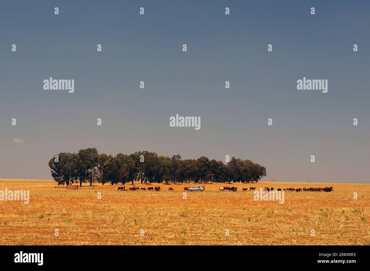 Kühe in der Nähe von Bäumen auf offenen Feldern in der Nähe von Kimberley, Nordkap, Südafrika Stockfoto