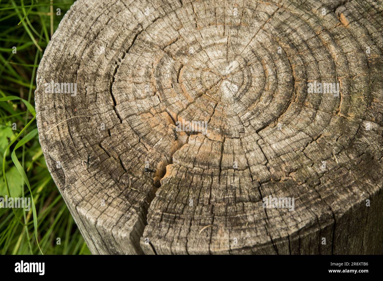 Alte verwitterte Baumstämme, Nahaufnahme als Holzhintergrund Stockfoto