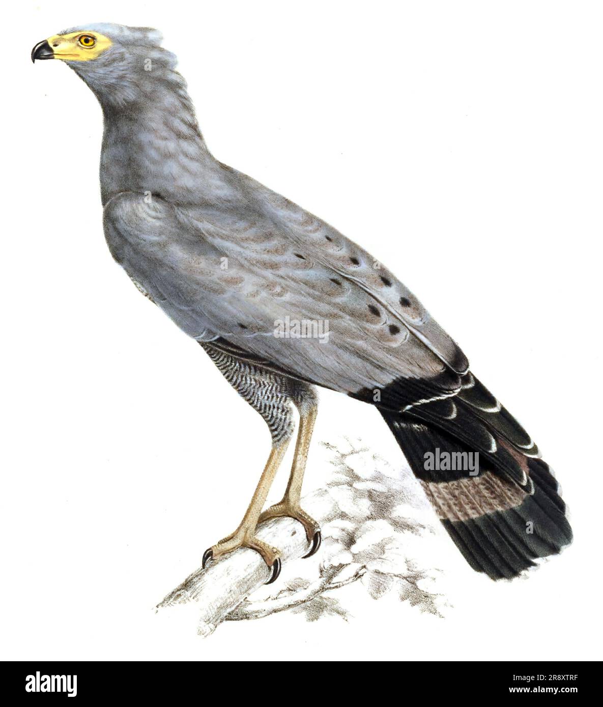 Vintage-Vogel-Illustrationen. Vögel der Welt Stockfoto